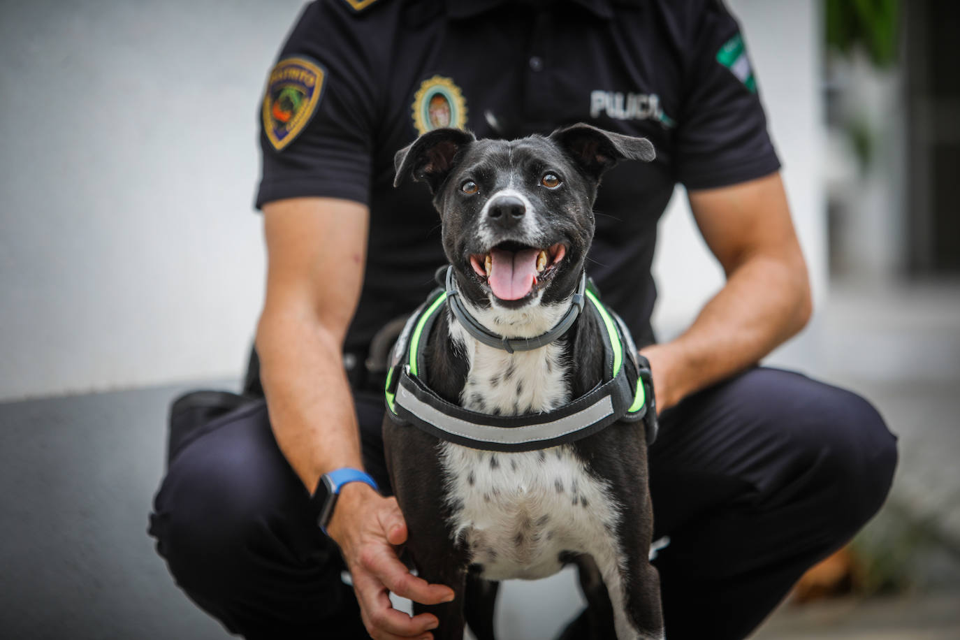 Hermes, el primer perro mestizo aspirantes a policía en Granada. 