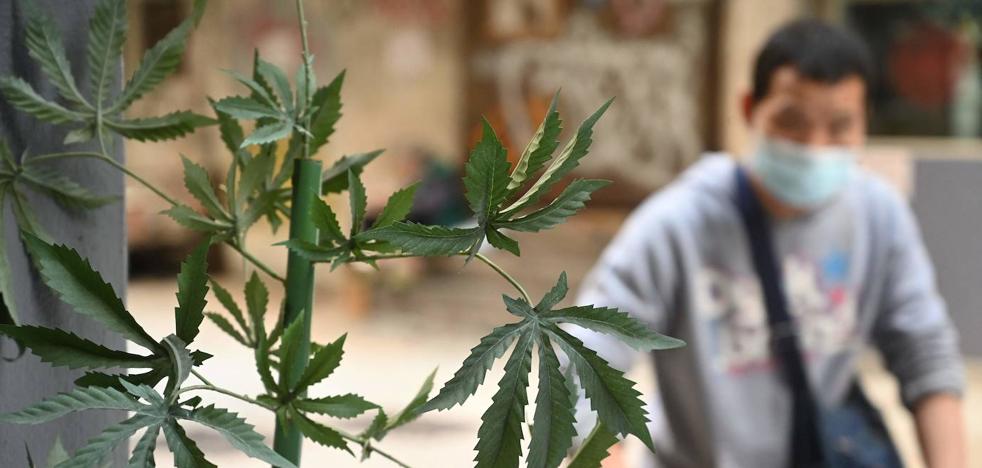 1675354820 Estudio en Granada La UGR busca fumadores de cannabis para