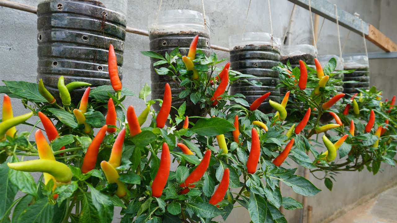 Let39s grow chili this way it will save you a