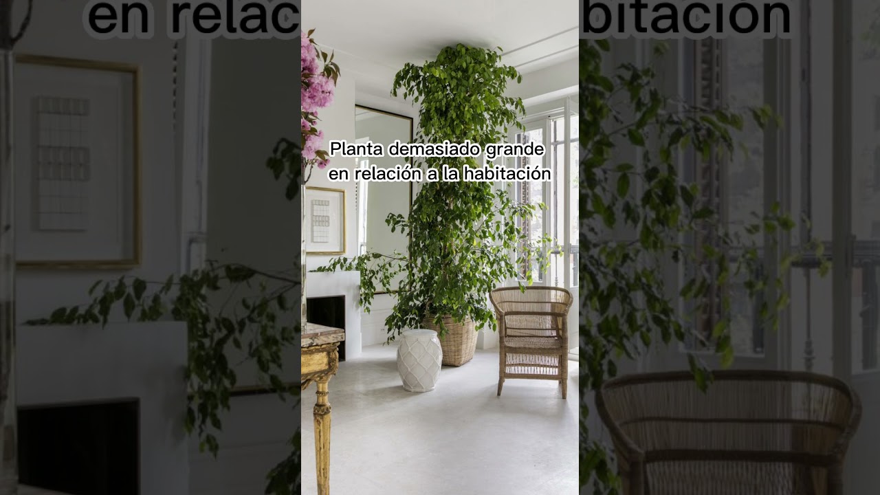 Errores al decorar con plantas. Diseño y decoración de interiores.