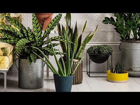 🌵✅DECORACION DE INTERIOR CON PLANTAS Cómo decorar tu casa