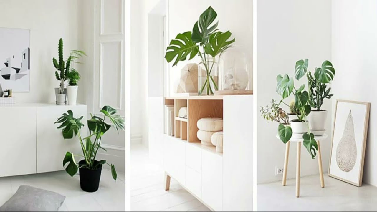 Cómo decorar tu casa con estas 5 plantas esenciales. #Decoracion