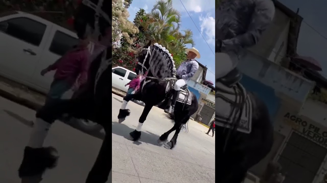 Hermoso caballo bailador ❤️😍 #caballos #hipica #horse #fail #fypシ #ganado